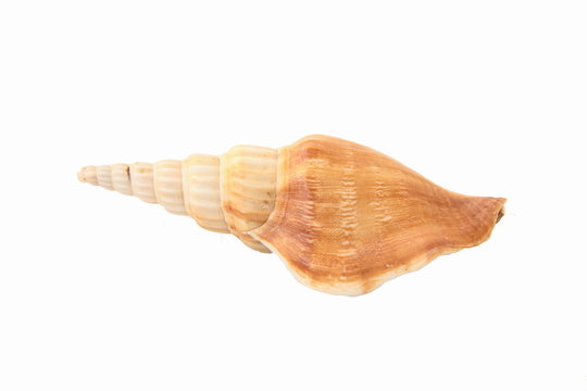 Exotic seashell on white background, horizontal frame