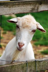 Obraz premium Goat looking through fence