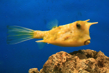 closeup of a yellow  cow fish in an aquarium.