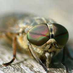 M&auml;nnliche Bremse (Tabanus bromius)_03