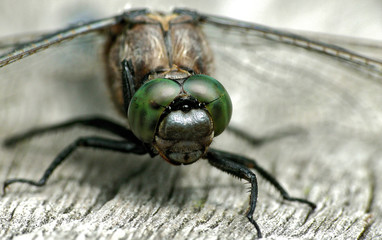 Gemeine Heidelibelle