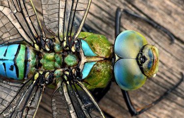 Große Königslibelle_01 © ChriSes