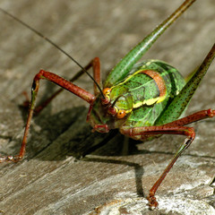 Laubholz-Säbelschreck