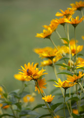 Yellow field flowers