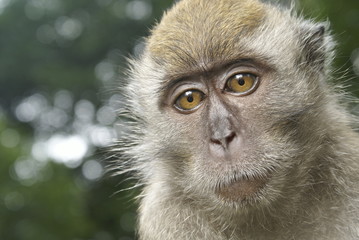 Long tailed macaque thinking