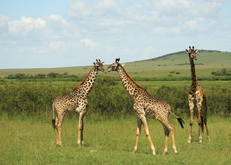 Naklejki  Trzy żyrafy afrykańskie w Afryce Masai Mara w Kenii.