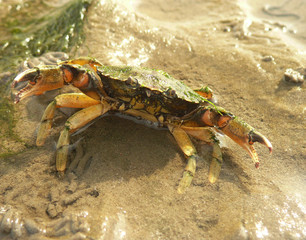 Krabbe