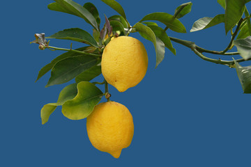 Lemonblue
