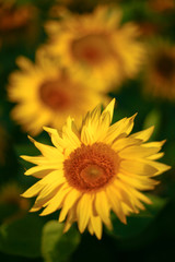 Fototapeta premium Background from a field of bright yellow sunflowers