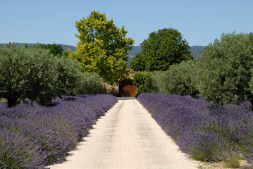House  in the Provence, southern France