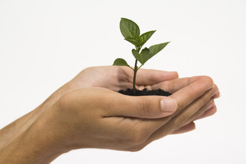 Hands holding seedling