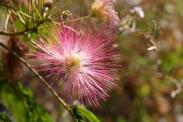 Fleur de l'arbre à soie