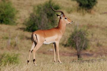 Naklejka na ściany i meble Impala (Aepyceros melampus), Chobe Park Narodowy, Botswana