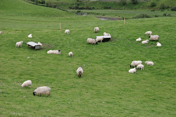 Irish sheep farm with sheep grazing on lush green pastures