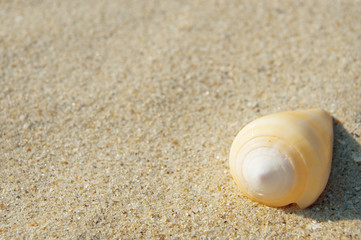 yellow cockleshell on sand closeup