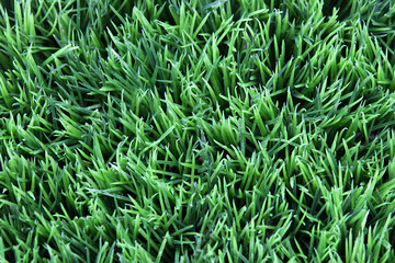 grass