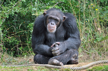 Obraz na płótnie Canvas Szympans