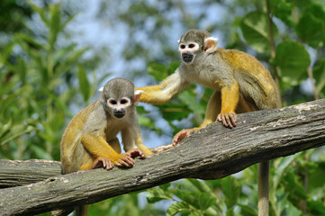 Naklejka premium Saïmiri