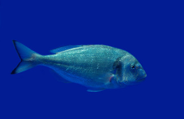 Naklejka premium Fisch