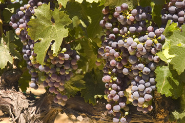 ripening red grapes on the vine