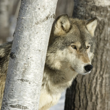 Wolf