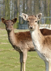 Damwild