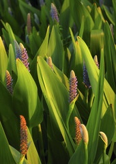 Obraz premium jardin