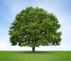 Arbre (chêne) sur prairie et fond de ciel bleu