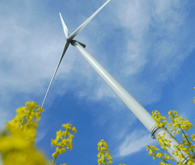 a windturbine into a yellow rape field France