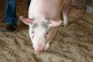 hog to auction