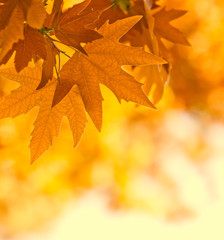 autumn leaves, very shallow focus
