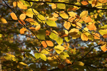 natural yellow dead tree leaves closeup and composition