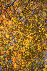 natural yellow dead tree leaves closeup and composition