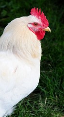 chicken