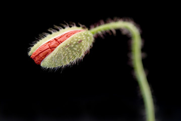 Poppy flower bud on black background