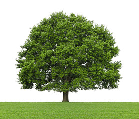 Fototapeta na wymiar Drzewo (dąb) na łąki i białym tle