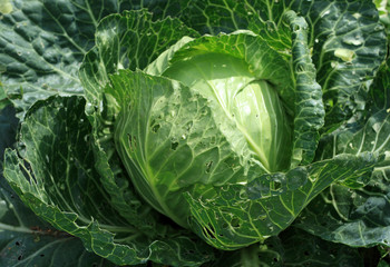 Obraz premium green cabbage