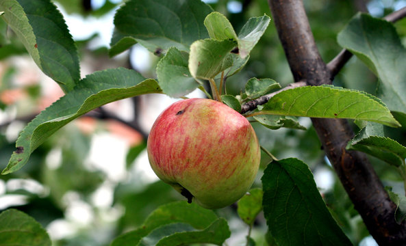 red apple plant