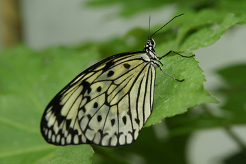 papillon asiatique