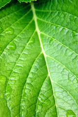 Feuille verte