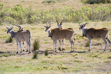 Small herd of Eland (Taurotragus oryx) in a game reserve.