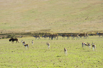 Naklejka na ściany i meble Herds of Eland and Springbok and a Wildebeest on the left.