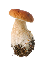 white mushroom isolated on white