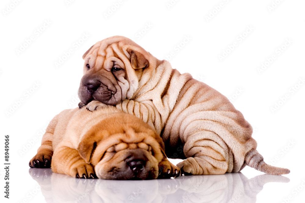 Canvas Prints two shar pei baby dogs, almost one month old