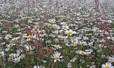 marguerites