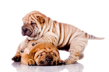 two Shar Pei baby dogs, almost one month old - Powered by Adobe