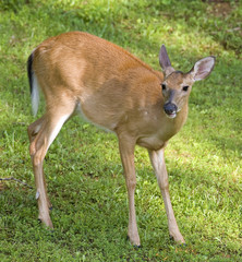 whitetail doe grazing in a summer grass