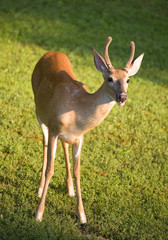 whitetail buck in velvet leaning in an afternoon