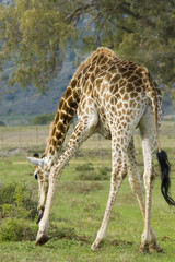 Naklejka na ściany i meble A giraffe grazing by bending down to reach some low bushes.