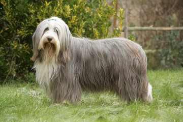 chien de berge au statique